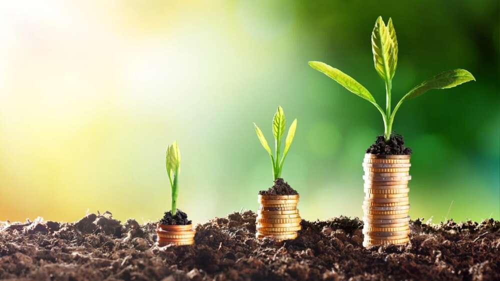 ستونهای سکه مانند بذر نمادی از به ثمر رسیدن تدریجی سرمایه گذاری